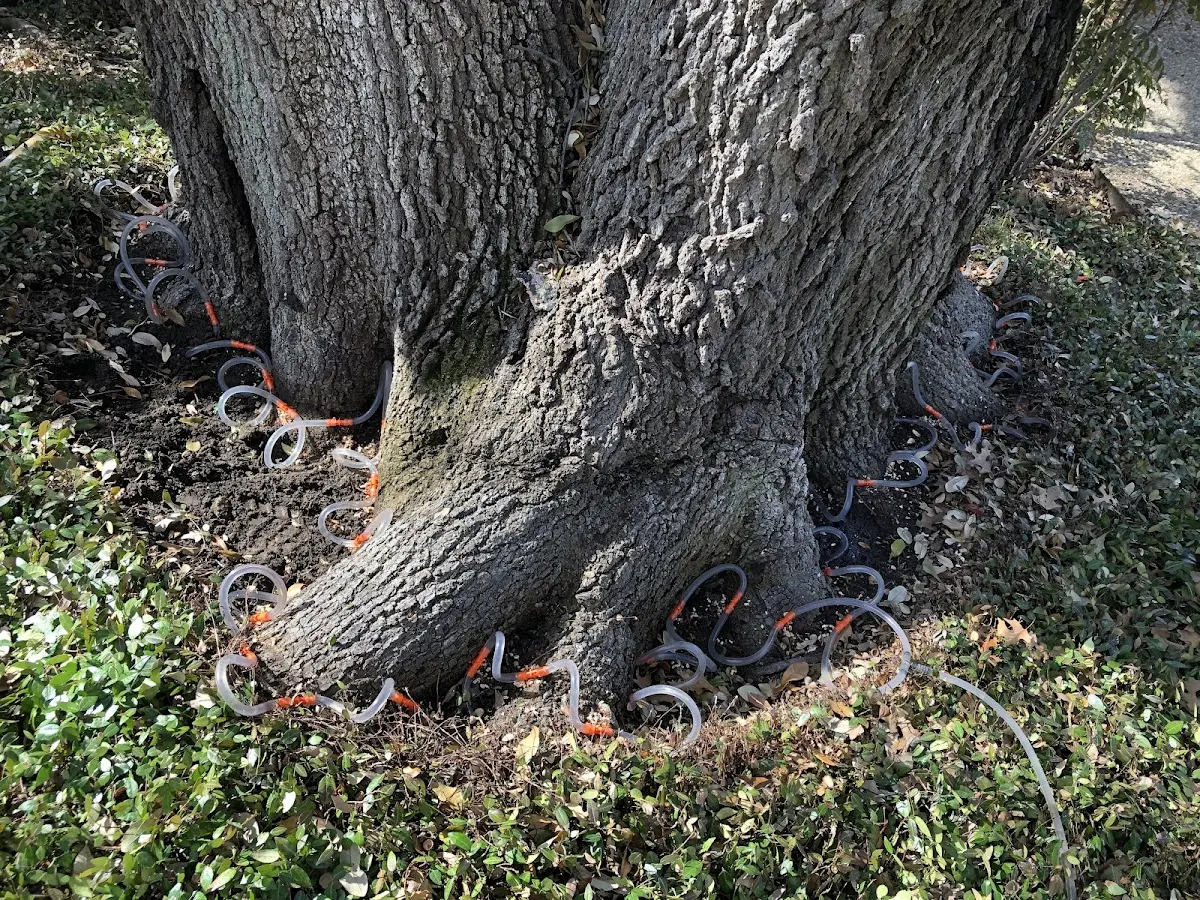 Detailed Tree Cabling and Bracing job site in Ohkay Owingeh