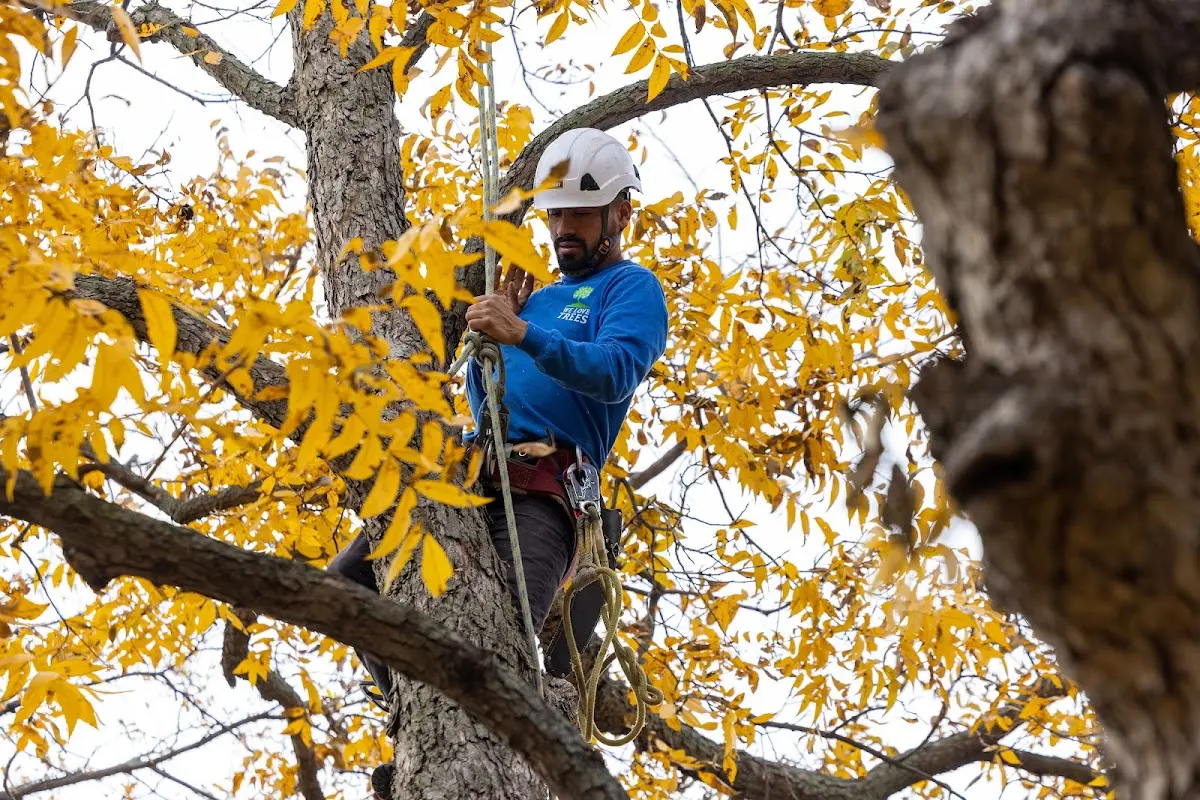 Skilled Tree Pruning crew working in Ohkay Owingeh